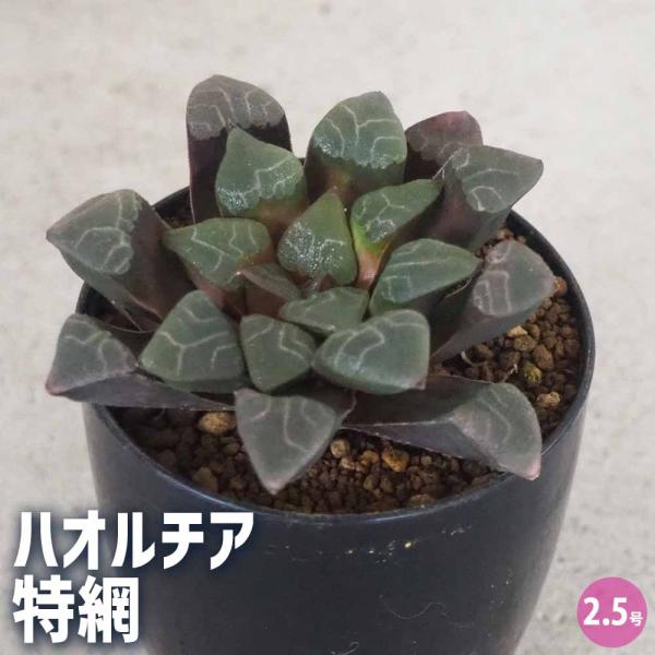ハオルチア(青) 特綱 【多肉植物 2.5号ポット／1個売り】