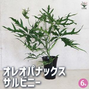 パキポディウム ラメリー 【多肉植物 8号鉢／1個売り】 : shopooo by