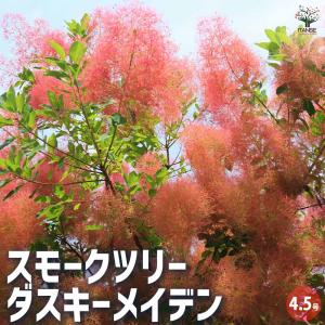 スモークツリー レッドビューティ 花木苗 6号/1個売り 煙の木