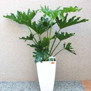 観葉植物：フィカス ベンジャミン レジナルド*プラポット : 遊恵盆栽