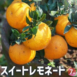 スイートレモネード 【果樹の苗木 7号鉢/1個売り】の詳細画像1