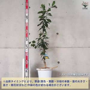 スイートレモネード 【果樹の苗木 7号鉢/1個売り】の詳細画像2