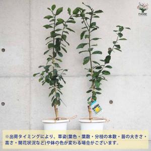 スイートレモネード 【果樹の苗木 7号鉢/1個売り】の詳細画像3