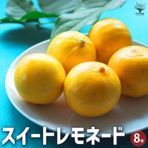 スイートレモネード 【果樹の苗木 8号鉢/1個売り】の詳細画像1