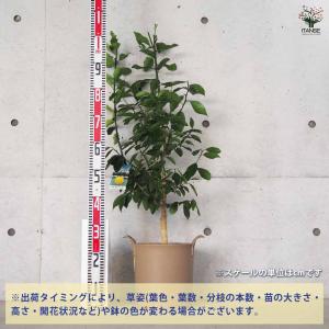 スイートレモネード 【果樹の苗木 8号鉢/1個売り】の詳細画像2