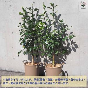 スイートレモネード 【果樹の苗木 8号鉢/1個売り】の詳細画像3