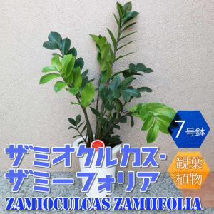 観葉植物：金銭樹 ザミオクルカス レイヴン*8号プラポット : 遊恵盆栽