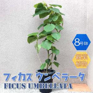 フィカス ウンベラータ 観葉植物 10号 大型 ナチュラル鉢カバー付き
