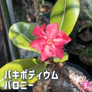 観葉植物 パキポディウム ウィンゾリー（実生） 4号鉢植え23-04 : 園芸