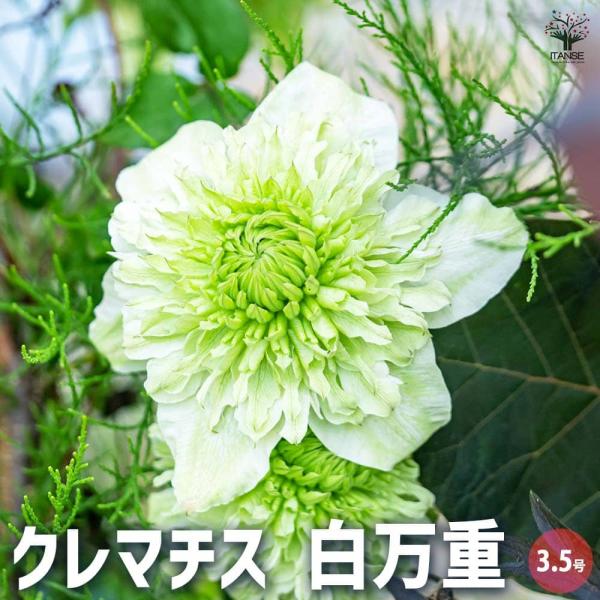 クレマチス 白万重 【花木苗 3.5号ポット／1個売り】