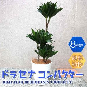 現品】ユーフォルビア・ゴルゴニス（金輪際） 3.5号 黒鉢（1） : 花の