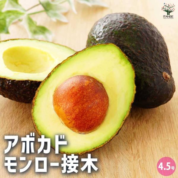 アボカド モンロー 【果樹の苗木 4.5号ロングポット／1個売り】