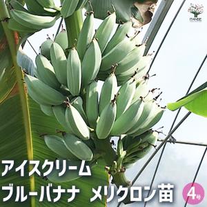 かなりお得な価格！ スーパーミニバナナ小苗＆アイスクリームバナナ
