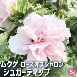ローラアシュレイ Laura Ashley ファイバークレイ キューブライト