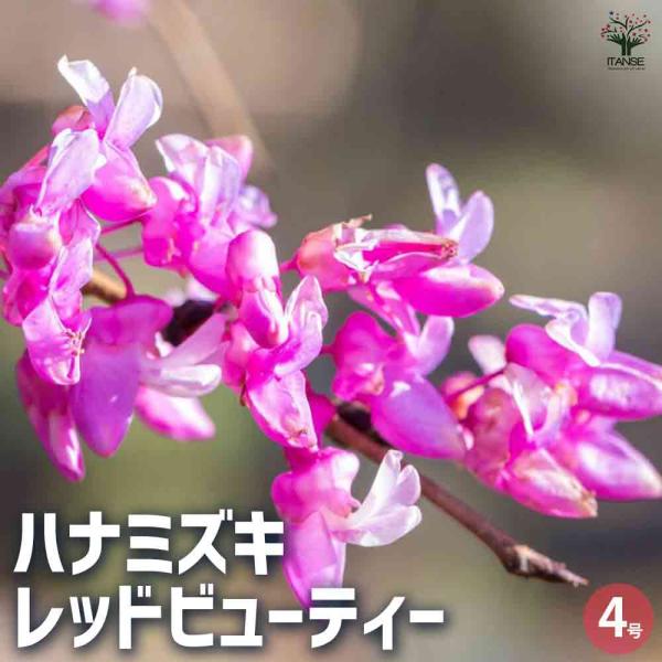 ハナミズキ レッドビューティー 【花木苗 4号 挿し木苗】