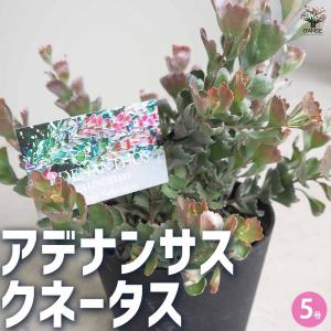 アデナンサス クネータス 【花木苗 5号鉢/1...の詳細画像1
