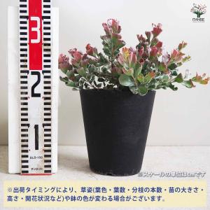 アデナンサス クネータス 【花木苗 5号鉢/1...の詳細画像2