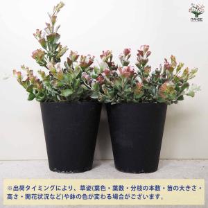 アデナンサス クネータス 【花木苗 5号鉢/1...の詳細画像3