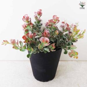 アデナンサス クネータス 【花木苗 5号鉢/1...の詳細画像5