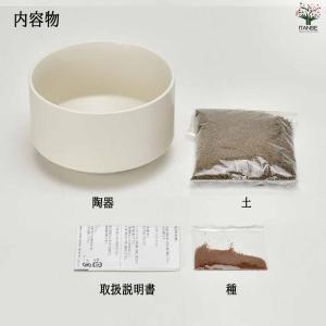 栽培セット 水草碗 【Mサイズ/1個売り】の詳細画像3