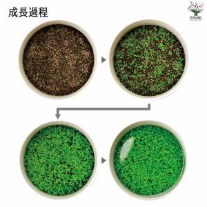 栽培セット 水草碗 【Mサイズ/1個売り】の詳細画像4