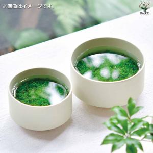 栽培セット 水草碗 【Mサイズ/1個売り】の詳細画像5