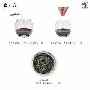 栽培セット 育てる水草 【Sサイズ/1個売り】の詳細画像4