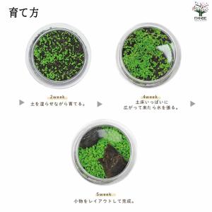栽培セット 育てる水草 【Lサイズ/1個売り】の詳細画像5