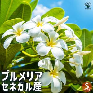 プルメリア 苗 レモンアイス 5号鉢 ☆スタンダード品種☆ : TAHITI