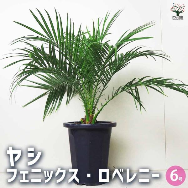 ヤシ フェニックス・ロベレニー 【観葉植物 6号鉢／1個売り】