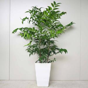 ナギ(梛の木) 【観葉植物 7号鉢／1個売り】