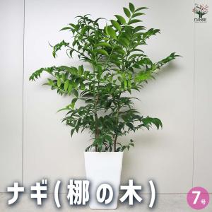 ナギ(梛の木) 【観葉植物 7号鉢/1個売り】の詳細画像1