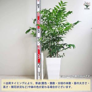 ナギ(梛の木) 【観葉植物 7号鉢/1個売り】の詳細画像2