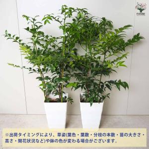ナギ(梛の木) 【観葉植物 7号鉢/1個売り】の詳細画像3