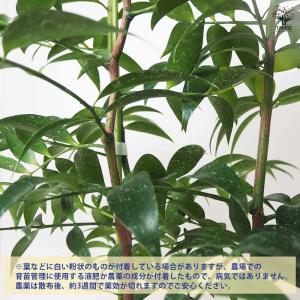 ナギ(梛の木) 【観葉植物 7号鉢/1個売り】の詳細画像5