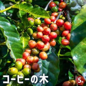 マカダミアナッツ バーモント種 取り木苗 7号スリット鉢植え : 苗木部