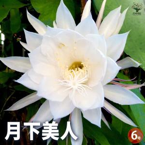 鉢花 月下美人 6号鉢 1鉢 送料無料 : 花と緑 国華園 - 通販 - Yahoo