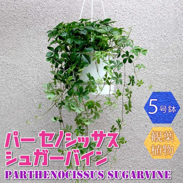 パーセノシッサス シュガーバイン【小型 観葉植物 5号鉢／1個】