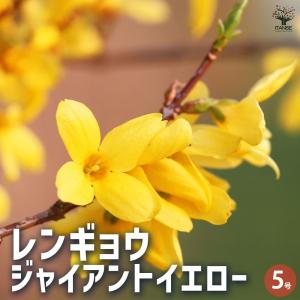 レンギョウ ジャイアントイエロー 【花木苗 5...の詳細画像1