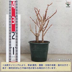 レンギョウ ジャイアントイエロー 【花木苗 5...の詳細画像2