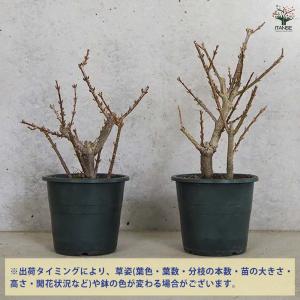 レンギョウ ジャイアントイエロー 【花木苗 5...の詳細画像3
