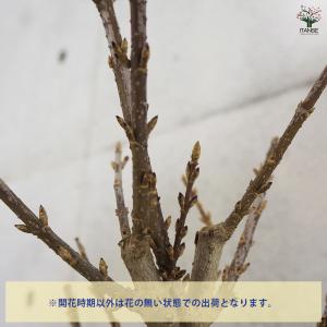 レンギョウ ジャイアントイエロー 【花木苗 5...の詳細画像4