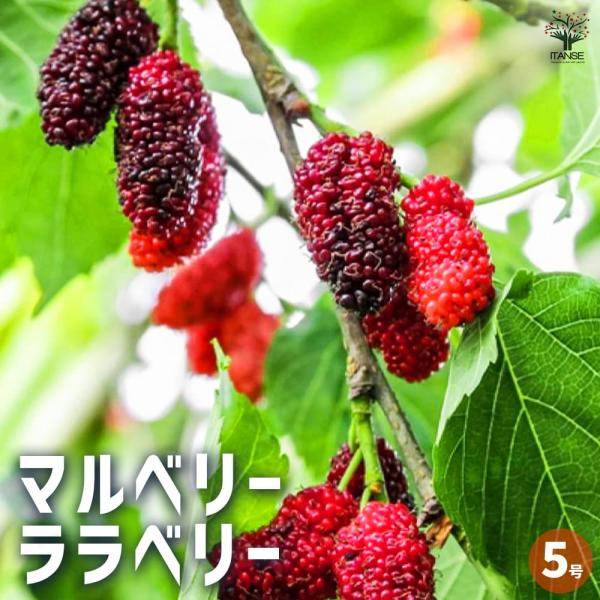 マルベリー ララベリー 【果樹の苗木 5号／1個売り】