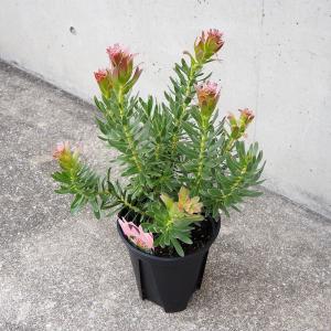 ミメティス クラッカージャックレッド 【花木苗 ...の商品画像