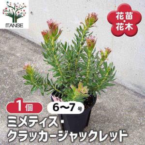 ミメティス クラッカージャックレッド 【花木苗...の詳細画像1