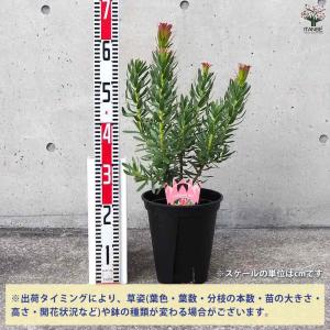 ミメティス クラッカージャックレッド 【花木苗...の詳細画像2