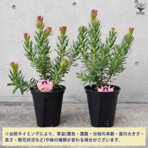 ミメティス クラッカージャックレッド 【花木苗...の詳細画像3