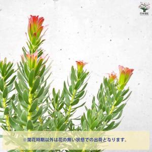 ミメティス クラッカージャックレッド 【花木苗...の詳細画像4