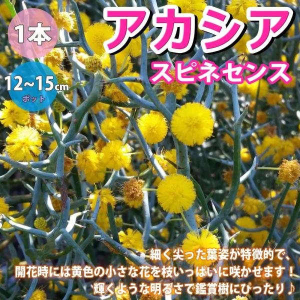 アカシア スピネセンス【花木 4〜5号鉢／1個】