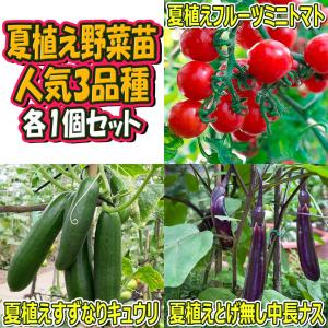 ファミリーで楽しむ夏野菜苗セット キュウリ/トマト/ミニトマト/なす